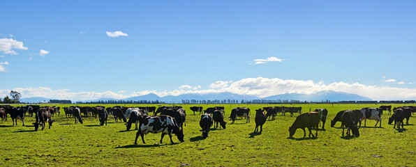 Dairy Farming on Canterbury Plains Panorama