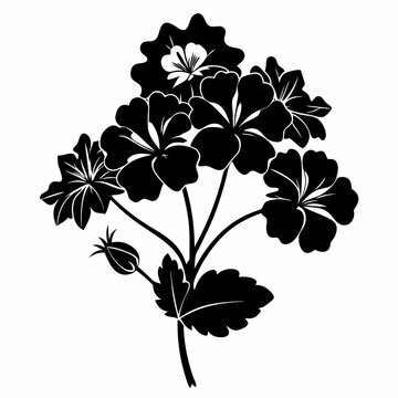 black geranium flowers on white background clip art preview