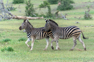 Zebra.  Plains zebra (Equus quagga, formerly Equus burchellii), also known as the common zebra walking around in a Game Reserve in the Tuli Block in Botswana.