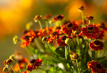 Jesienne kwiaty Dzielżana - odmiana Salsa. © mycatherina