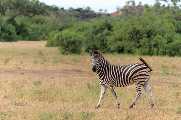 Zebra.  Plains zebra (Equus quagga, formerly Equus burchellii), also known as the common zebra walking around in a Game Reserve in the Tuli Block in Botswana.