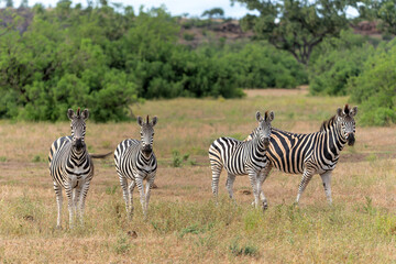 Zebra.  Plains zebra (Equus quagga, formerly Equus burchellii), also known as the common zebra walking around in a Game Reserve in the Tuli Block in Botswana.