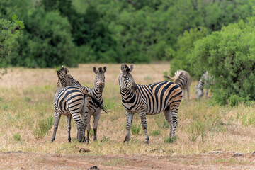 Zebra.  Plains zebra (Equus quagga, formerly Equus burchellii), also known as the common zebra walking around in a Game Reserve in the Tuli Block in Botswana.