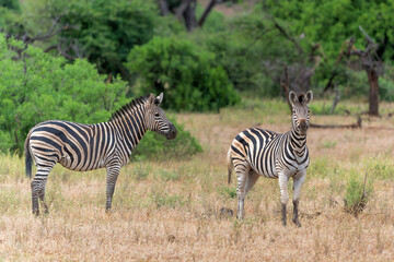 Zebra.  Plains zebra (Equus quagga, formerly Equus burchellii), also known as the common zebra walking around in a Game Reserve in the Tuli Block in Botswana.