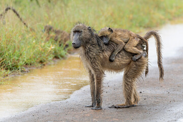 Baboon mother with baby searching for food in the rain in the green season in the Kruger National Park in South Africa