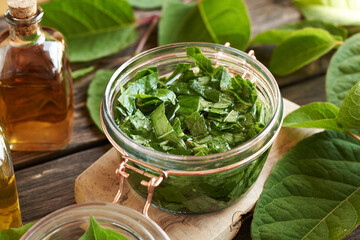 Preparation of herbal tincture with fresh japanese knotweed or Reynoutria japonica leaves and...