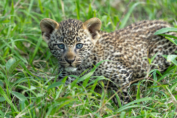 Leopard cub on the move. This very young Leopard cub was following his mother cautiously and uneasily in Sabi Sands Game Reserve in the greater Kruger region in South Africa     