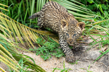 Leopard cub on the move. This very young Leopard cub was following his mother cautiously and uneasily in Sabi Sands Game Reserve in the greater Kruger region in South Africa     