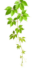 Parthenocissus twig (wild grape) with green leaves in a corner arrangement isolated on white or transparent background