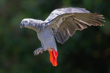 Grey Parrot (Psittacus erithacus) in Flight