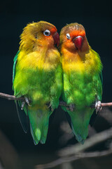 Two Fischer’s Lovebirds (Agapornis fischeri) Cuddling