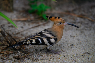 Eurasian Hoopoe (Upupa epops) Searching for Food
