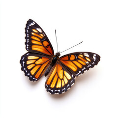 Fototapeta premium Viceroy Butterfly Macro: Mimicking the Monarch's Patterns