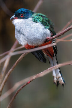 Cuban Trogon or Tocororo (Priotelus temnurus)