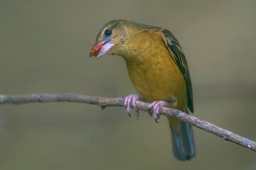 Female Vieillot’s Black Weaver (Ploceus nigerrimus)