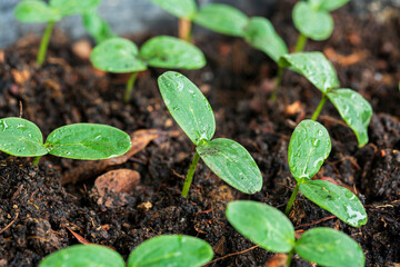 Close-up of seedlings,Fresh young green seedlings having just germinated in soil slowly rise above...
