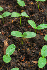 Close-up of seedlings,Fresh young green seedlings having just germinated in soil slowly rise above the soil with a very shallow depth of field.