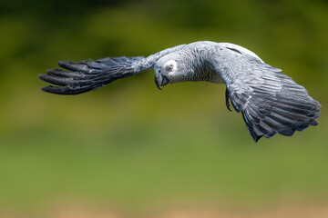 Grey Parrot (Psittacus erithacus) in Flight