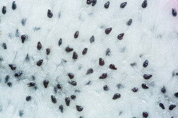 Dragon fruit texture,Texture of Juicy Flesh and Crunchy Seeds of Dragon Fruit,