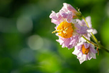 Obraz premium Potatoes flowers