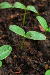 Close-up of seedlings,Fresh young green seedlings having just germinated in soil slowly rise above the soil with a very shallow depth of field.