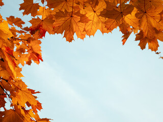 Frame of fall branches and leaves of maple trees at colorful autumn park