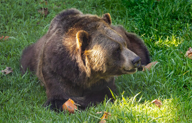 Grizzly Bear behavior in the morning at a zoo in Tennessee.