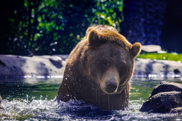 Grizzly Bear behavior in the morning at a zoo in Tennessee.