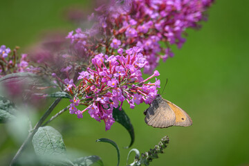 A meadow hawkmoth butterfly on a David's cumulus flower.