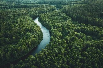 Aerial View of a Serene Forest Landscape with a Winding River and Lush Greenery