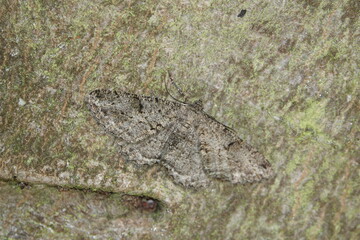 striped twin spot carpet moth (Coenotephria salicata)