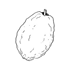 Sukkot etrog citron for Jewish holiday black and white line vector illustration. Simple citrus fruit ink sketch for greeting designs