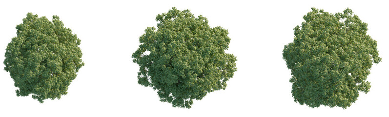 Fraxinus ornus tree plan top view png cutout isolate © Đỗ Hải