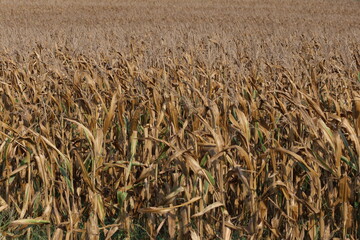 Dry corn plants in the field	
