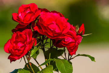 Roses dans les jardins de Valloires