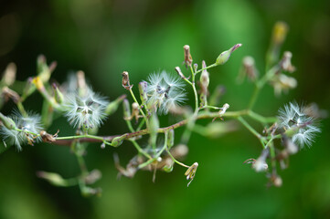 Fluff of oriental false hawksbeard in summer.