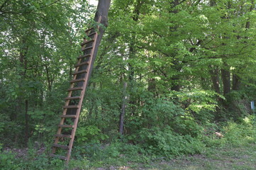 Obraz premium Ladder on a tree.