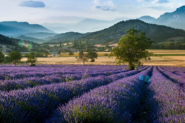 Lavender blooming in the French countryside. Tipycal lavender field in Diois, Drôme, with walnut tree. Lavandula angustifolia plants in full bloom just about ready for harvesting.