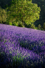 Lavender blooming in the French countryside. Tipycal lavender field in Provence. Lavandula angustifolia plants in full bloom just about ready for harvesting.