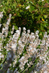 White lavender blooming in the French countryside. Lavandula angustifolia plants in full bloom just about ready for harvesting.