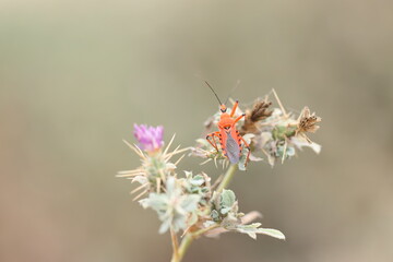 red insect on a thorny bush