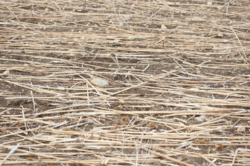 Post-harvest sunflower residues on the field 
