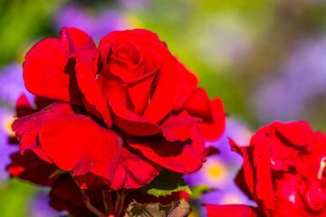 Roses dans les jardins de Valloires
