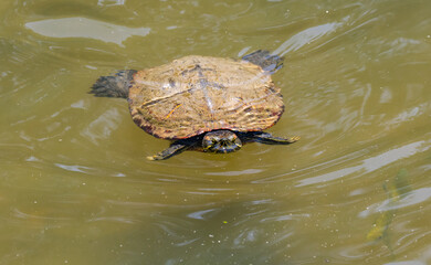 Red-eared slider swimming in a pond in Rome Georgia.