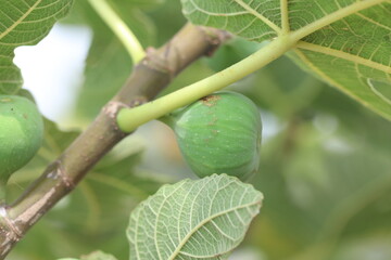 close up of unripe figs on tree