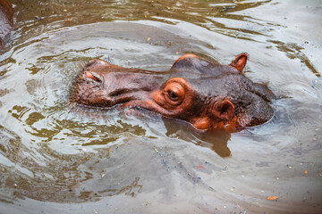 Fototapeta premium hippopotamus in water