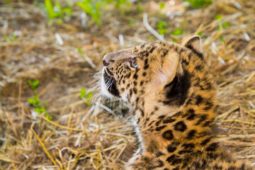  North Chinese leopard baby in a zoo