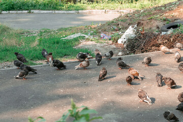 trash doves on a street near garbage dump polluted ugly outdoor view