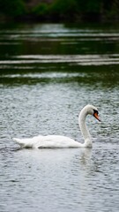 Fototapeta premium white swan on the lake Poland