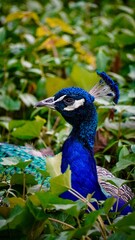 Obraz premium peacock in the park Łazienki Królewskie Warsaw Poland animal paw